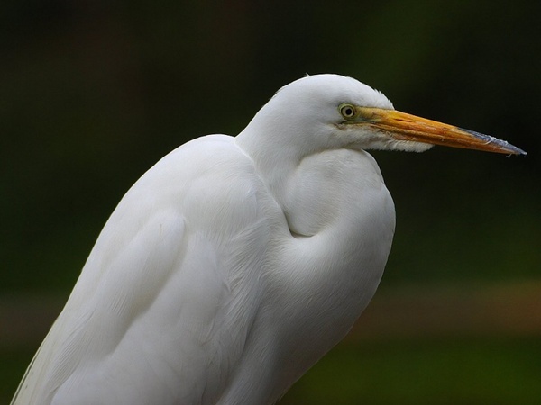 heron white bill