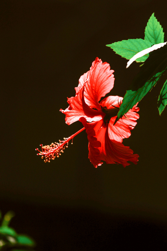 hibiscus backdrop picture elegant dark contrast closeup 