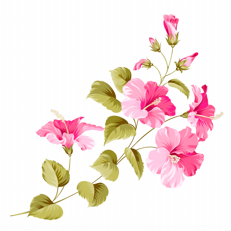 hibiscus flora design elements elegant classical 