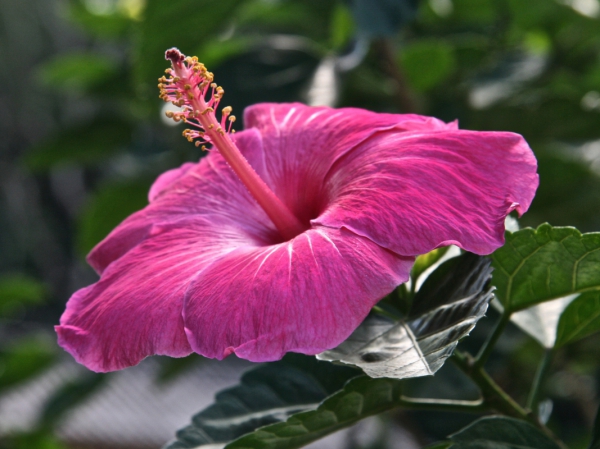 closeup of pink hibiscus