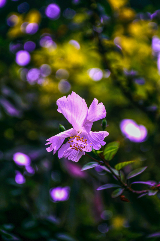 hibiscus flower scene picture bokeh blurred contrast 