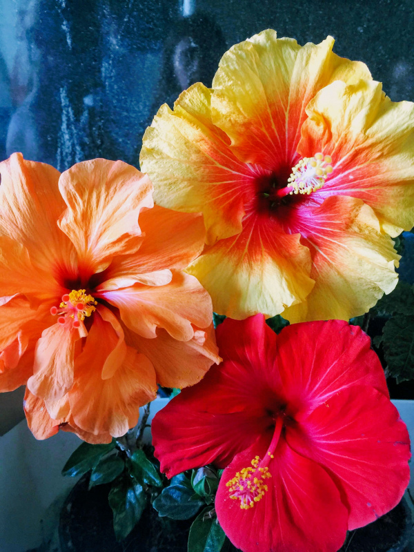 hibisus flowers picture contrast blooming closeup 