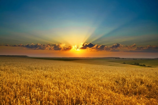 highquality pictures of the wheat fields under the sun