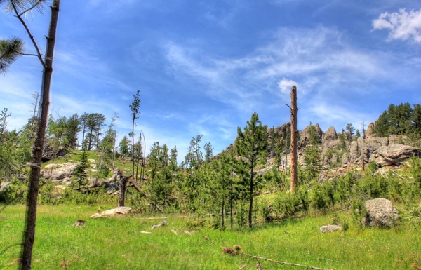 hills and nature in custer state park south dakota