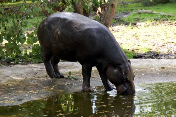 hippo animal south america