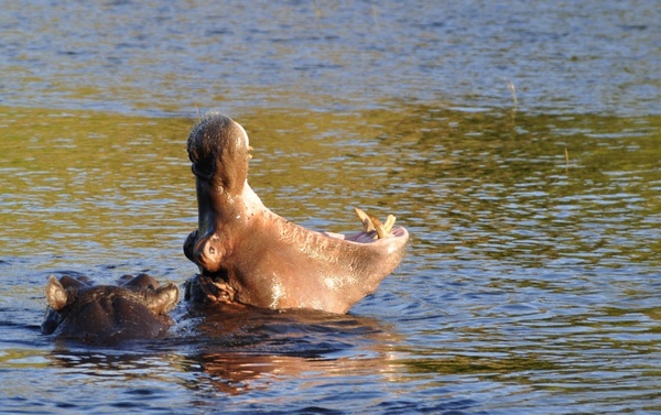 hippo hippopotamus threaten 