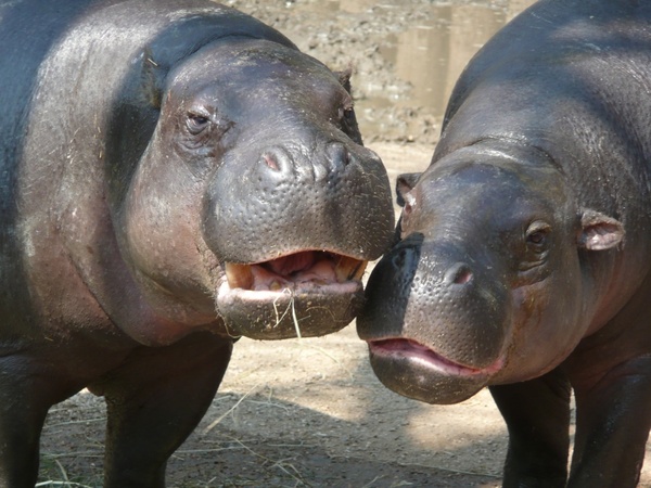 hippo zoo hippopotamus