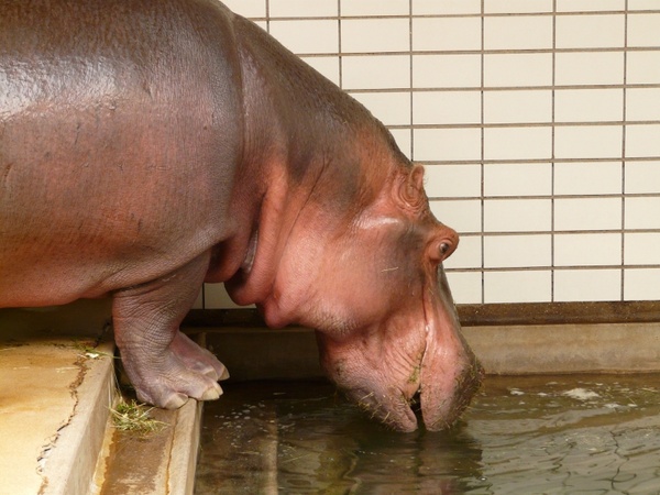 hippopotamus hippo paarhufer