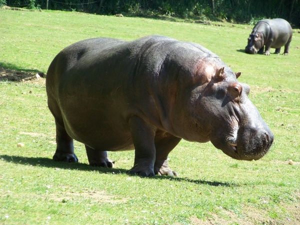 hippopotamus zoo hippopotamus amphibius