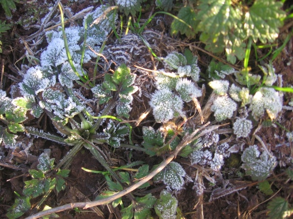 hoar frost on the grass