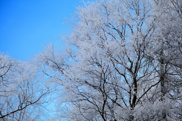 hoar frost on tree