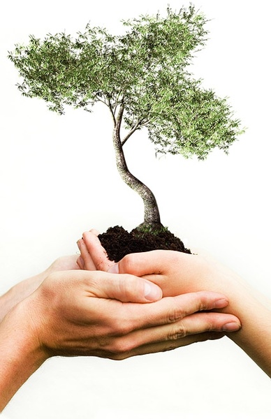 holding a tree picture 
