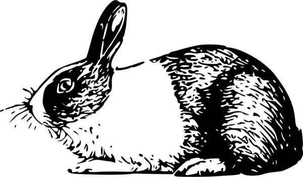 holland rabbit