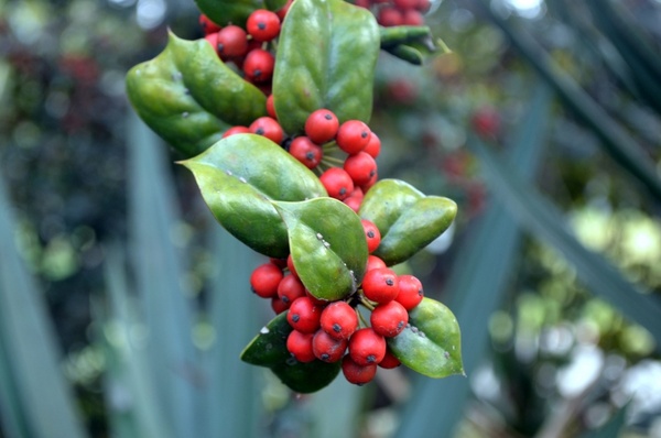 holly with berries