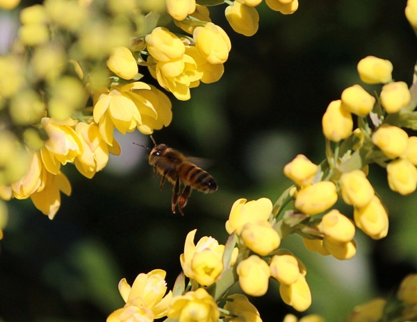 honey bee flying yellow flowers