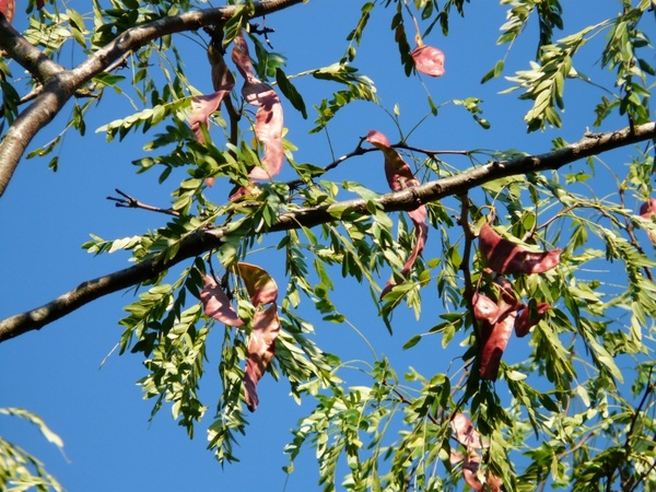 honey locust tree fruits