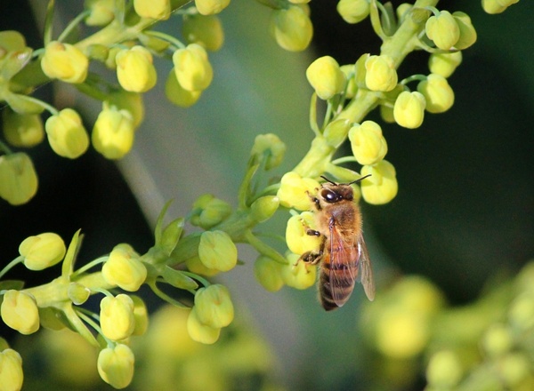 honeybee honey bee mahonia flowers