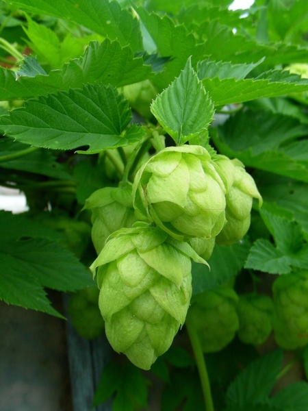 Hops Free stock photos in JPEG (.jpg) 1440x1920 format for free ...