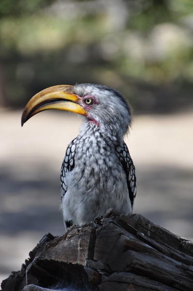 hornbill bird bill