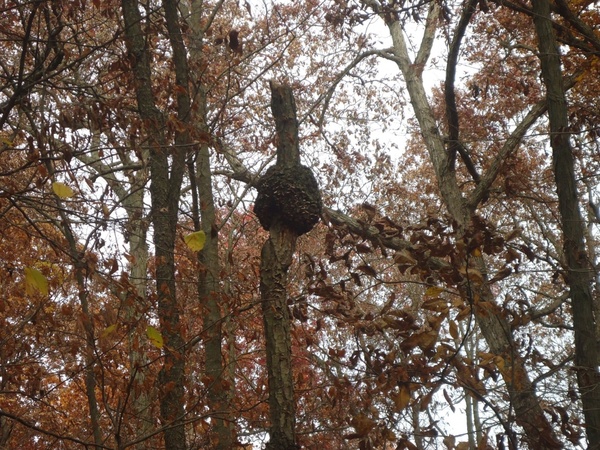 hornet039s nest in govenor dodge state park wisconsin