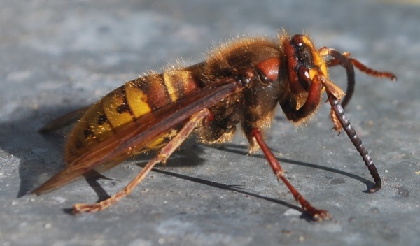 hornet insect wasp bee