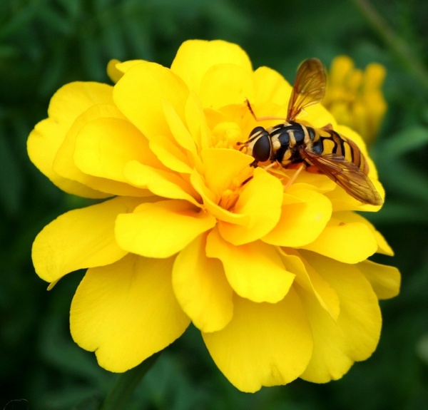 hornet wasp bee