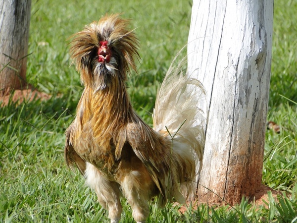 horrified rooster