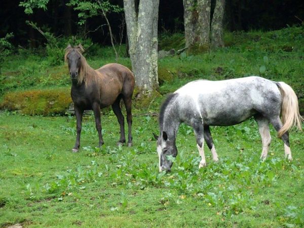 horse animal woods