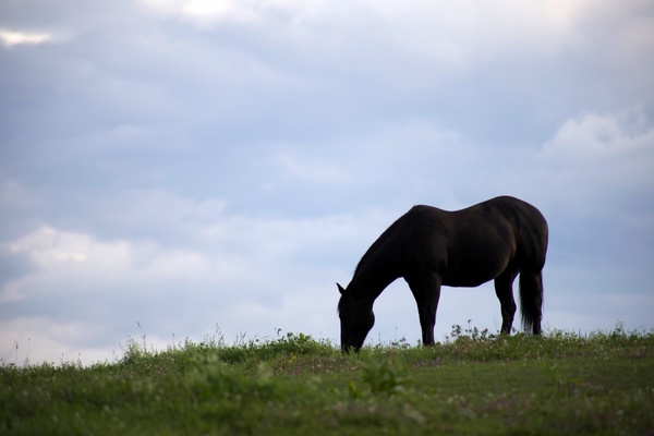 horse animals clouds grass