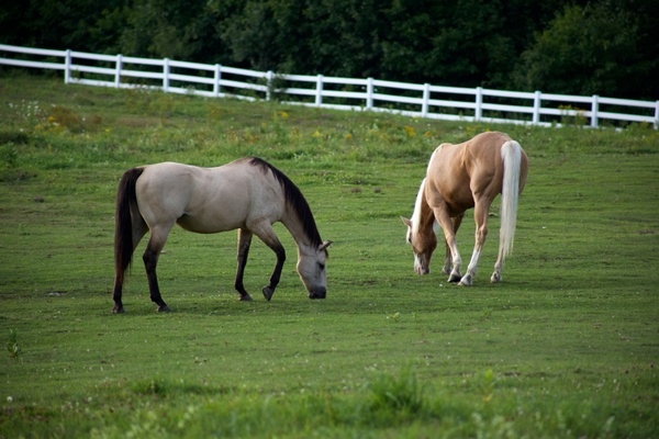 horse animals grass 