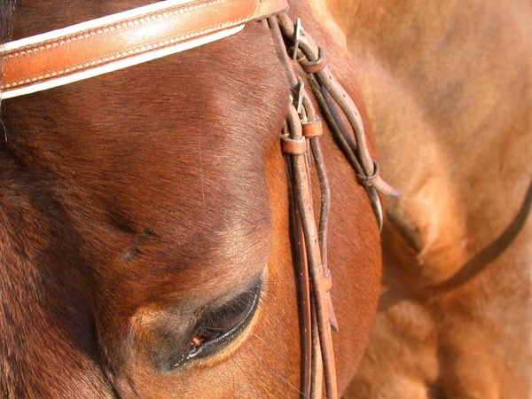 horse close-up eye