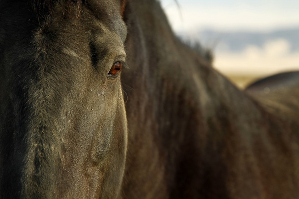 horse equine eye