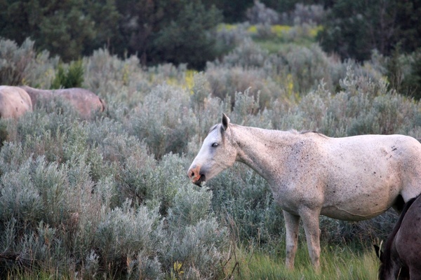 horse feeding at theodore roosevelt national park north dakota