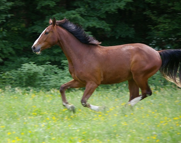 horse gallop animal