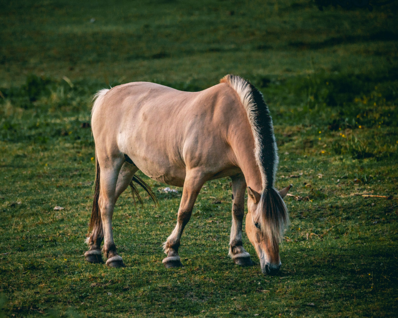 horse grazing picture elegant realistic 