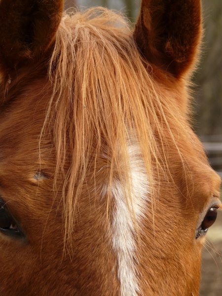 horse head horse eyes