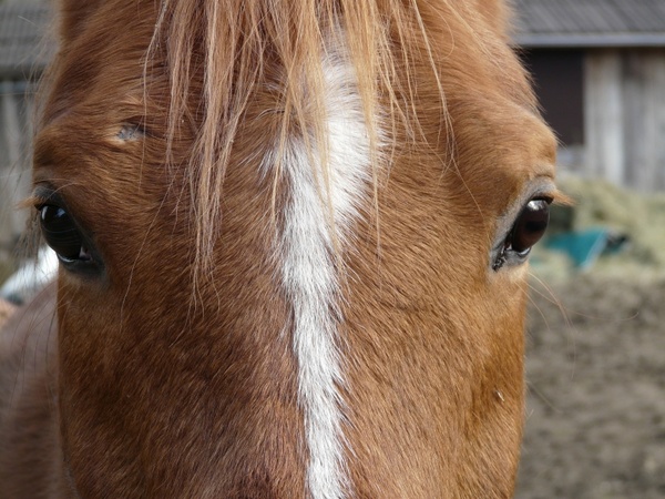 horse head horse eyes