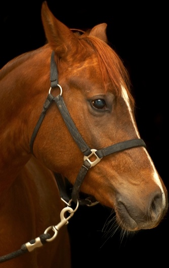 horse horse hd picture 