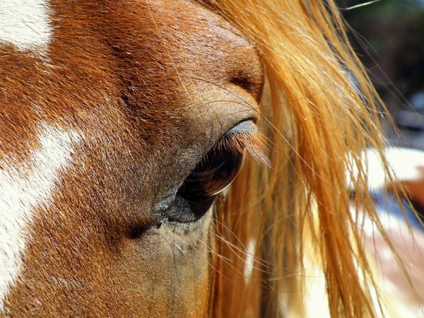 horse horse head animal