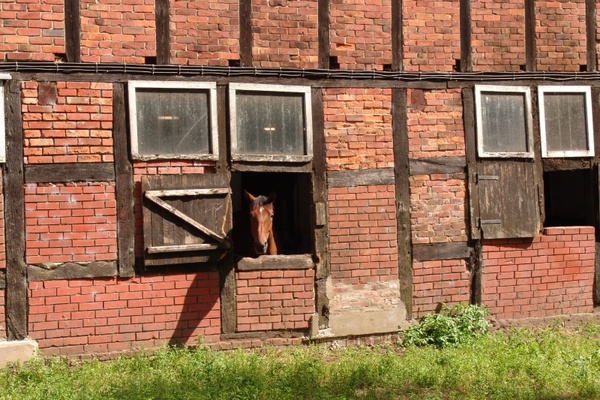 horse horse stable fachwerkhaus