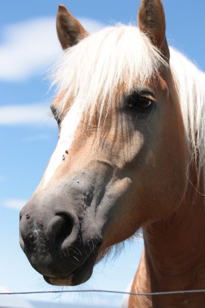 horse horses animal