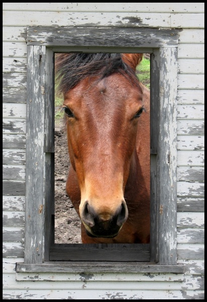 horse in frame
