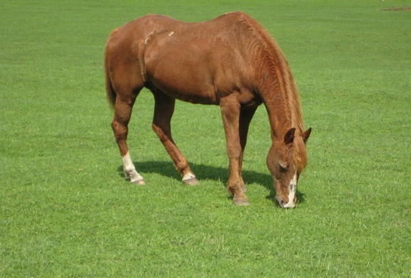 horse in green pasture