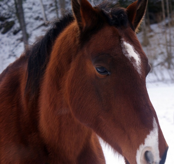 horse in winter detail
