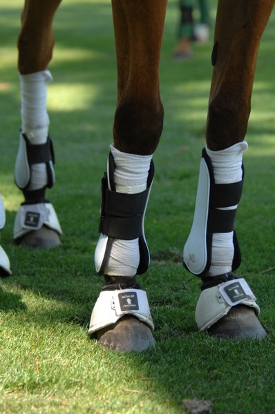 horse legs polo