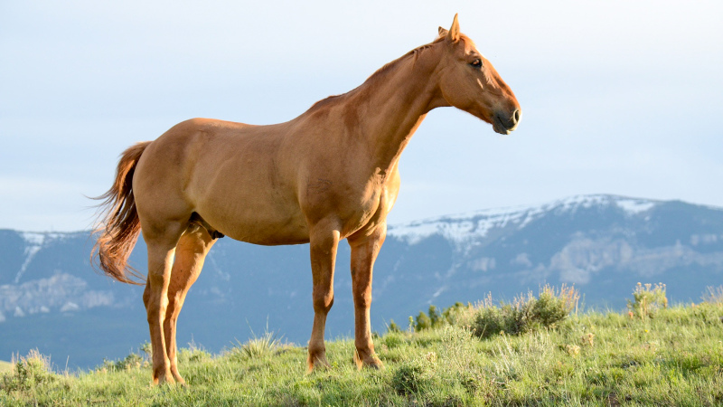 horse pasture picture elegant bright realistic 