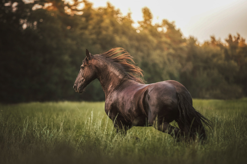 horse picture elegant dynamic realistic 