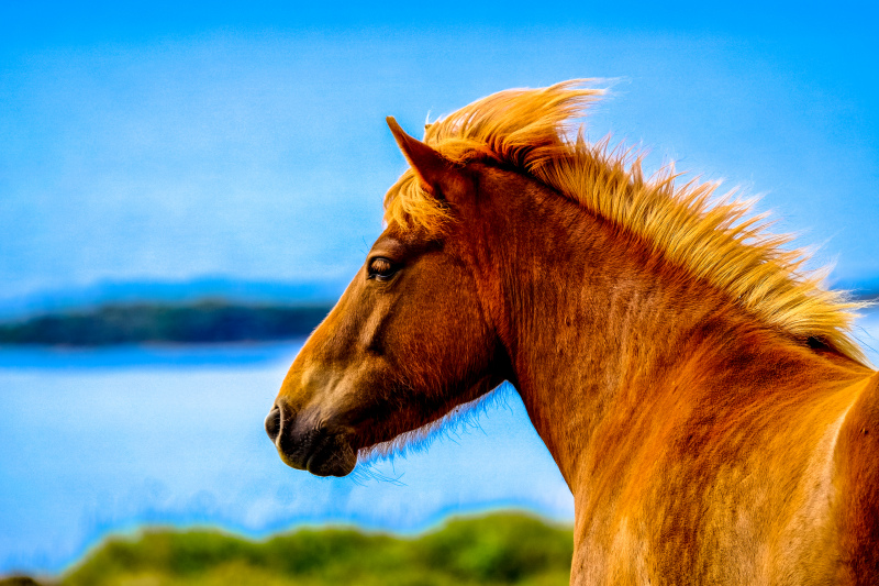 horse picture elegant face lake scene closeup 