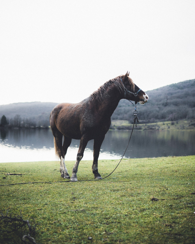 horse picture elegant lake scene 