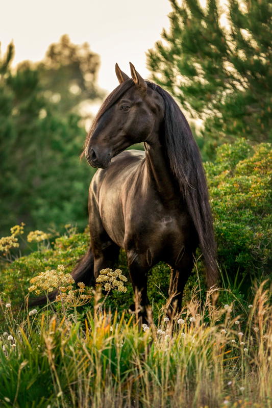 horse picture elegant realistic 